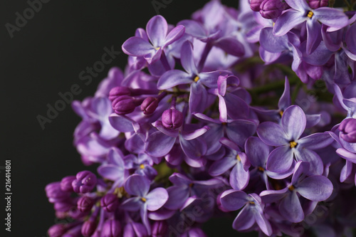 Beautiful blossoming lilac on dark background. Spring flowers © New Africa