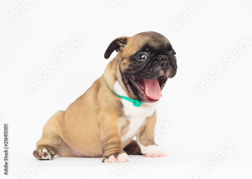 French Bulldog puppy on a white background © Happy monkey