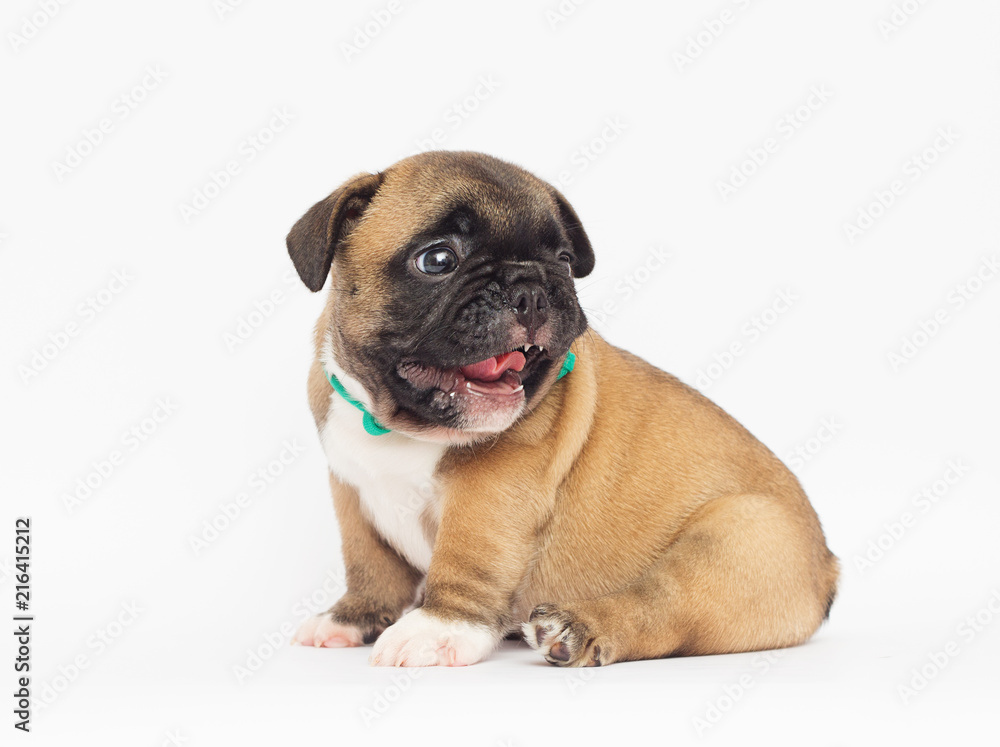 French Bulldog puppy on a white background French Bulldog puppy on a white background