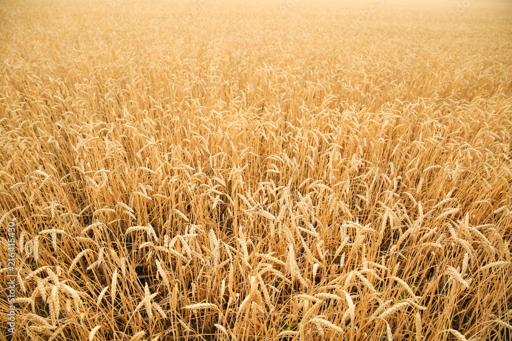 Wheat grain field on sunny day. Cereal farming Wheat grain field on sunny day. Cereal farming