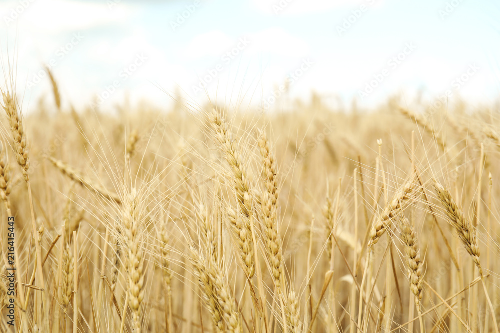 Fototapeta premium Golden wheat in grain field. Cereal farming