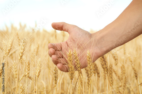 Agronomist in grain field  closeup. Cereal farming