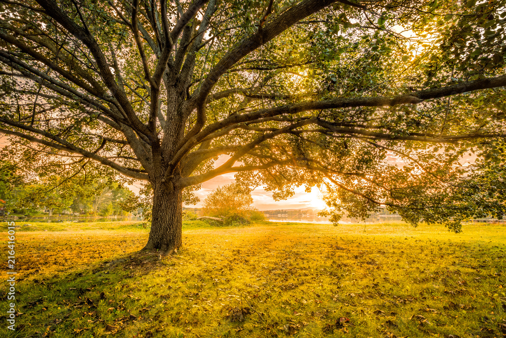 Autumn sunset in Parsippany, New Jersey, on the shore of Parsippany lake. Sun Rays burst through a large tree canopy.