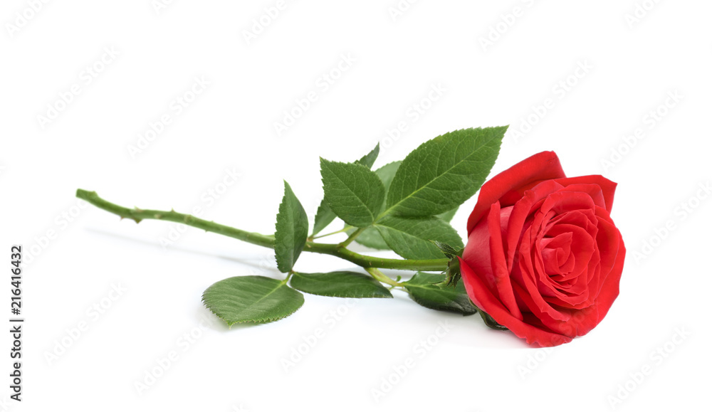 Obraz premium Piękny czerwony kwiat róży na białym tle