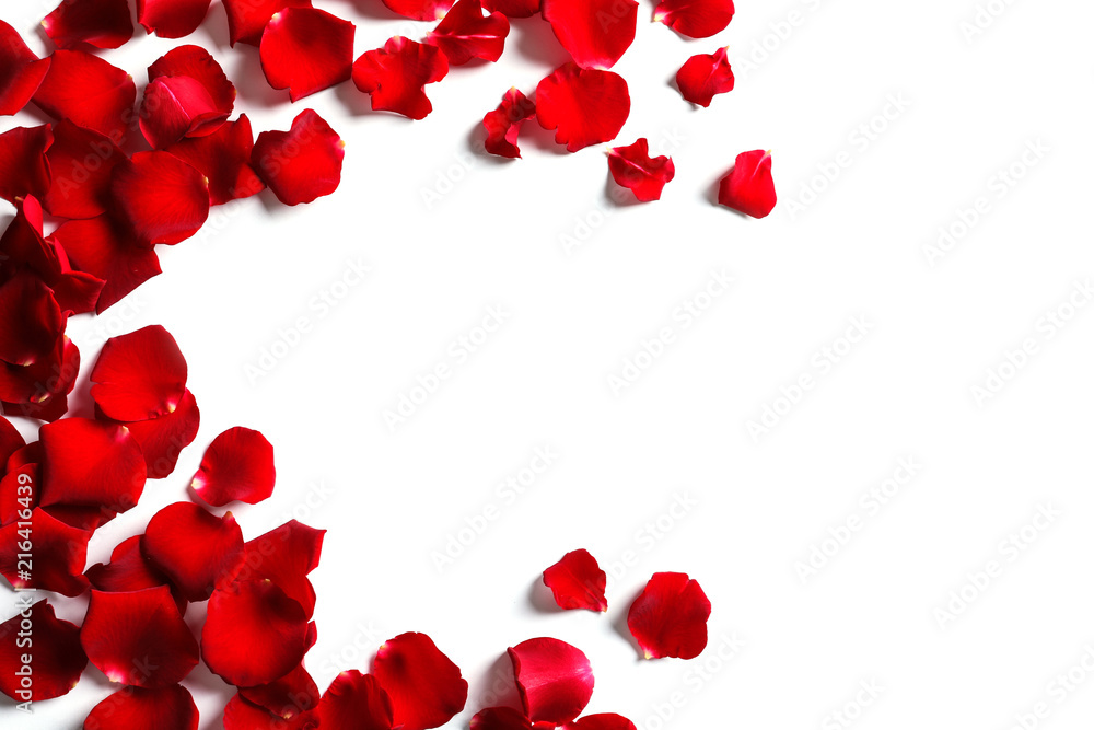 Red rose petals on white background, top view Red rose petals on white background, top view