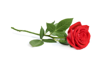 Beautiful red rose flower on white background