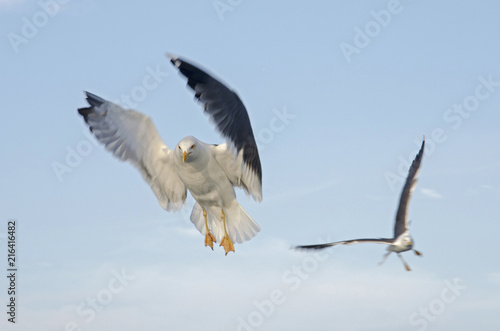 Two seagulls in flight against a blue sky, following a ferry boat looking for food © Frans