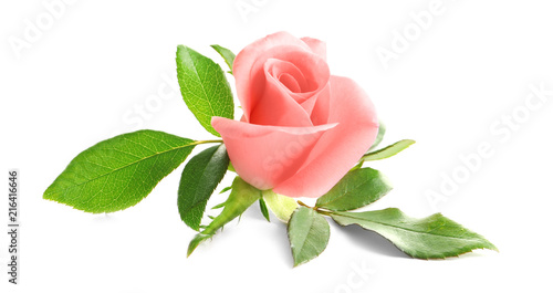 Beautiful rose on white background