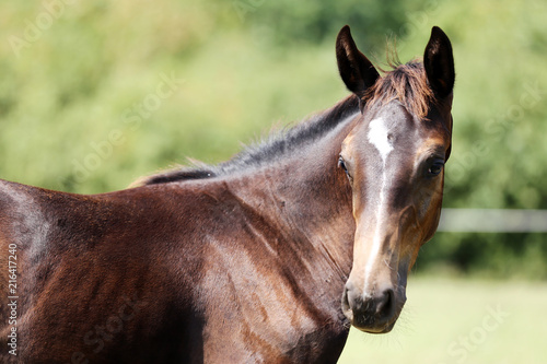 Head of a beautiful purebred foal on the meadow