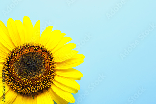 Beautiful bright sunflower on color background, top view
