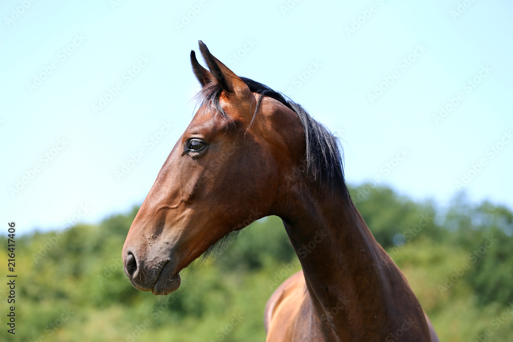 Portrait of a beautiful young purebred horse Portrait of a beautiful young purebred horse
