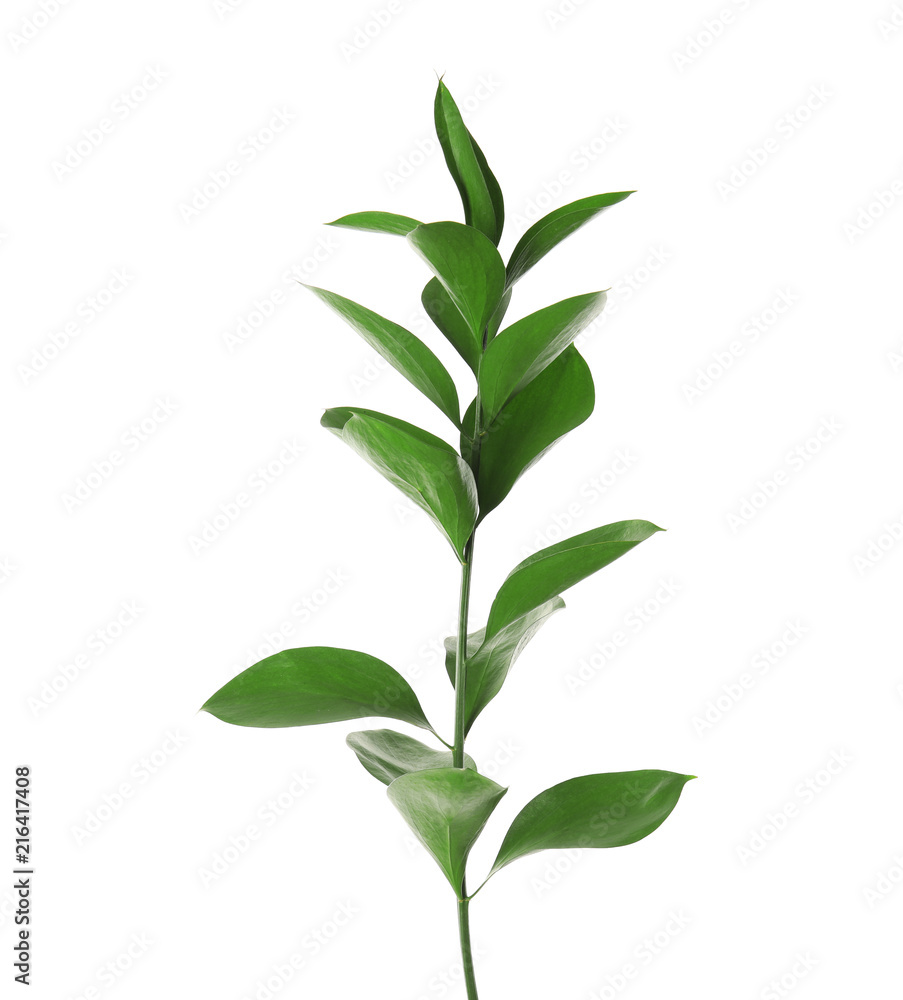 Branch with fresh green Ruscus leaves on white background