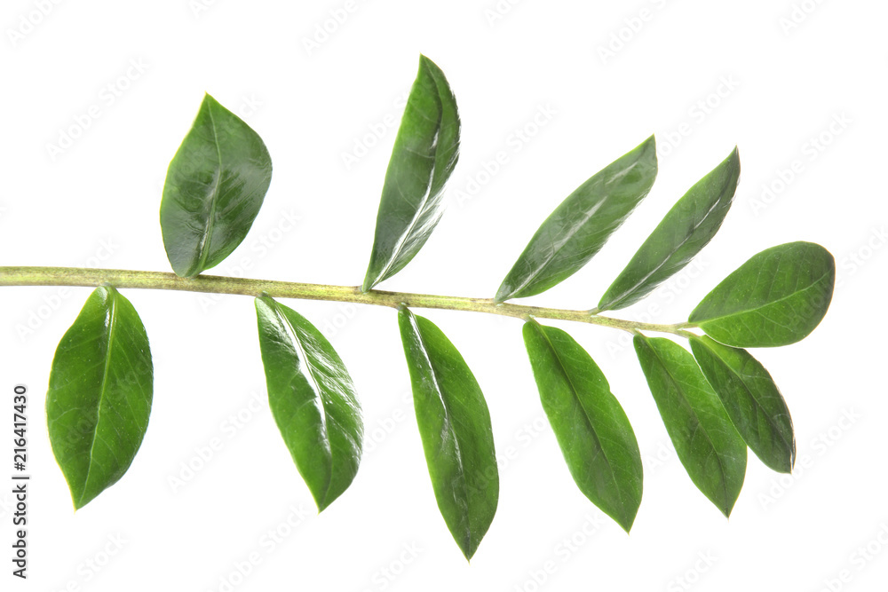 Branch with fresh green Zamioculcas zamiifolia leaves on white background