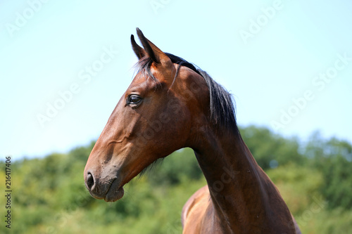 Portrait of a beautiful young purebred horse