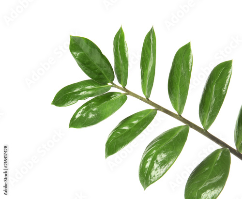 Fototapeta Naklejka Na Ścianę i Meble -  Branch with fresh green Zamioculcas zamiifolia leaves on white background