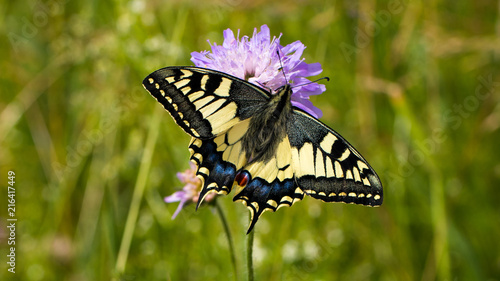 Schwalbenschwanz - Schmetterling