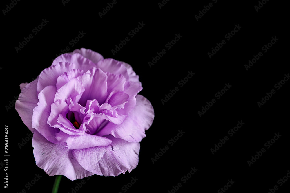 Beautiful Eustoma flower on dark background Beautiful Eustoma flower on dark background