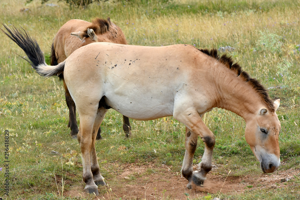 The Przewalski's horse (Equus przewalskii or Equus ferus przewalskii) also called the Mongolian wild horse or Dzungarian horse, is a rare and endangered horse native to the steppes of central Asia. The Przewalski's horse (Equus przewalskii or Equus ferus przewalskii) also called the Mongolian wild horse or Dzungarian horse, is a rare and endangered horse native to the steppes of central Asia.