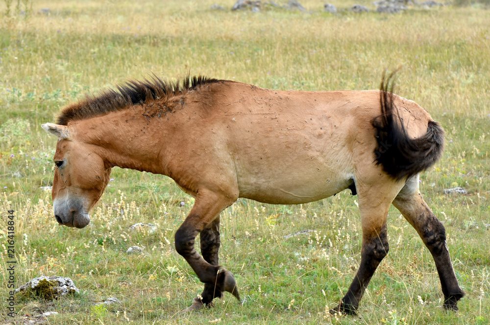Fototapeta premium The Przewalski's horse (Equus przewalskii or Equus ferus przewalskii) also called the Mongolian wild horse or Dzungarian horse, is a rare and endangered horse native to the steppes of central Asia.