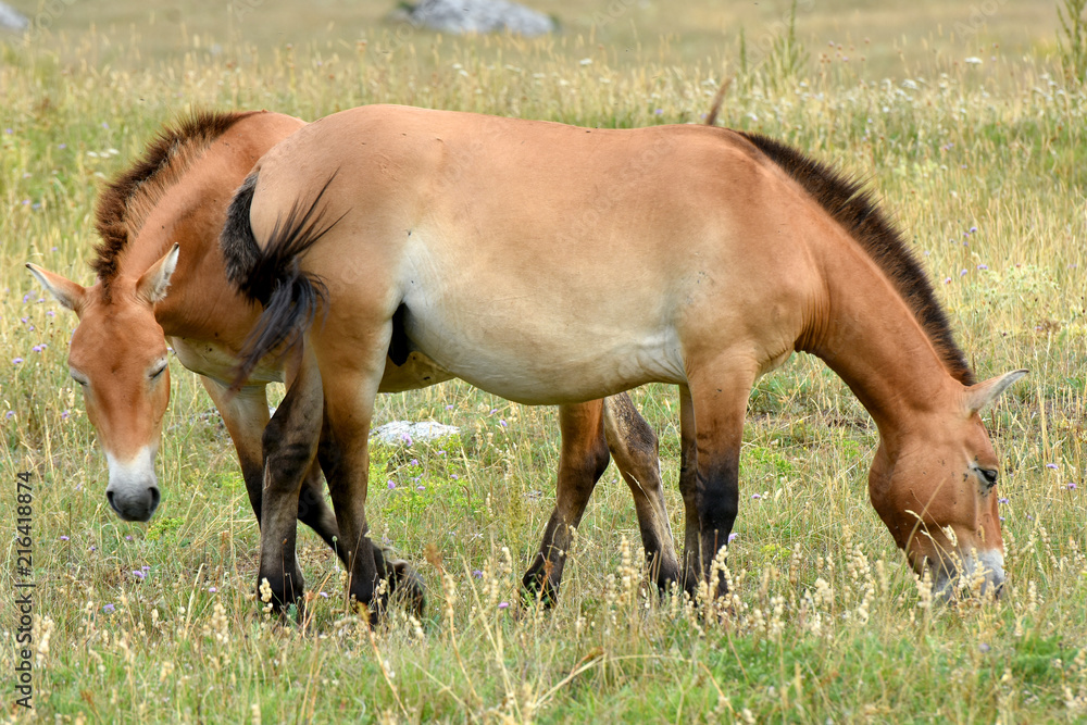 Equus (genus) visual data 4