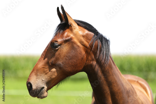 Head of a beautiful purebred foal on the meadow