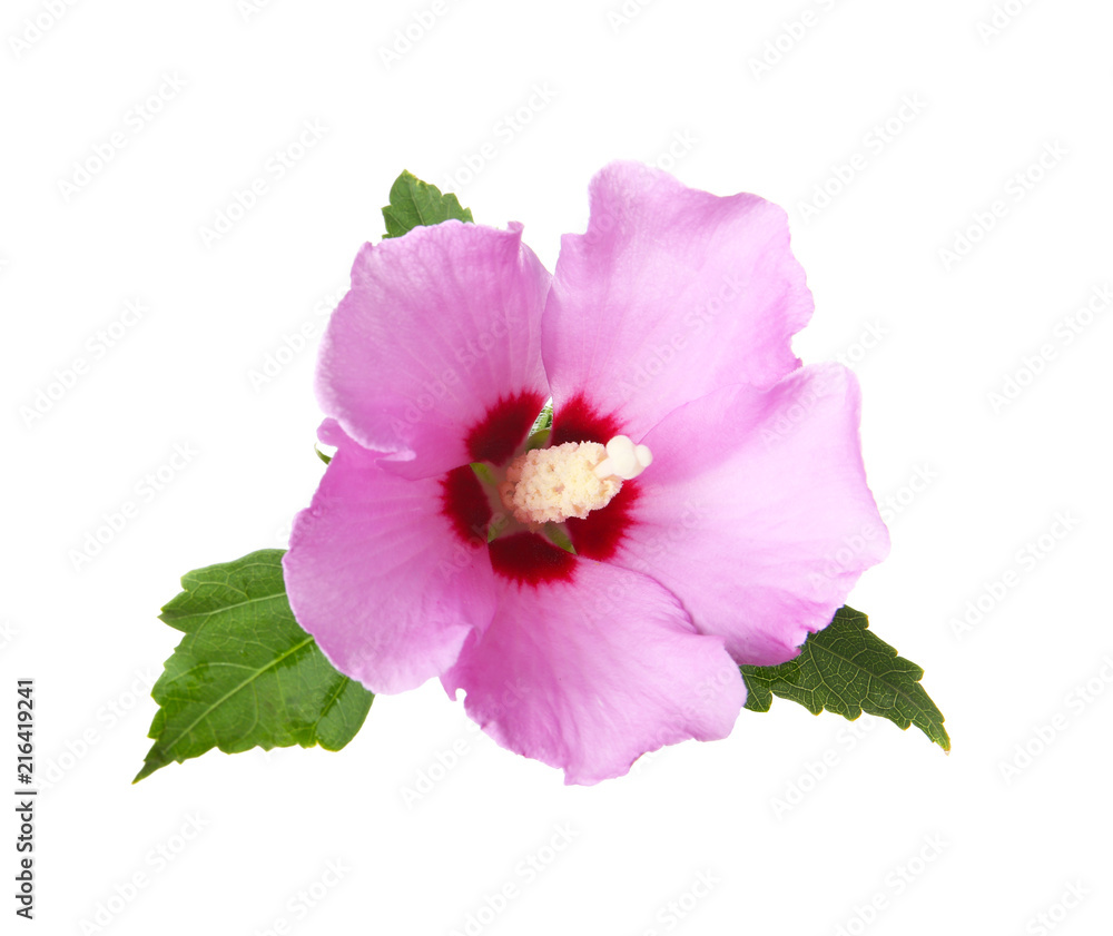 Fototapeta premium Beautiful tropical Hibiscus flower on white background