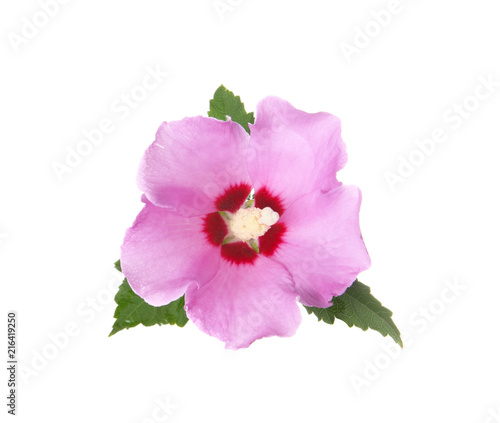 Beautiful tropical Hibiscus flower on white background © New Africa