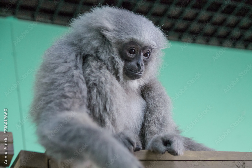 Fototapeta premium silver gibbon in the Zoo
