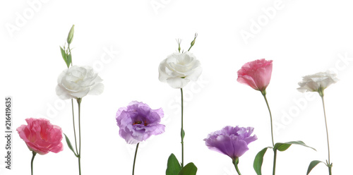 Fototapeta Naklejka Na Ścianę i Meble -  Row of beautiful Eustoma flowers on white background