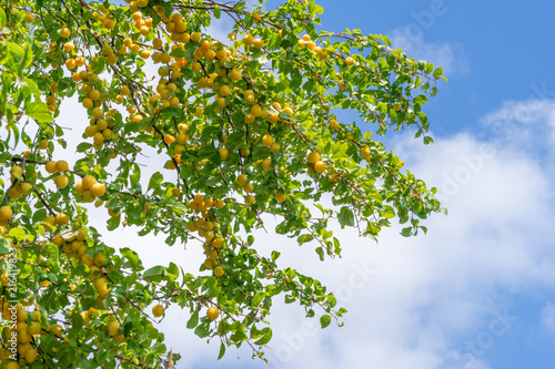 gelbe Mirabellen am Baum vor blauem Himmel