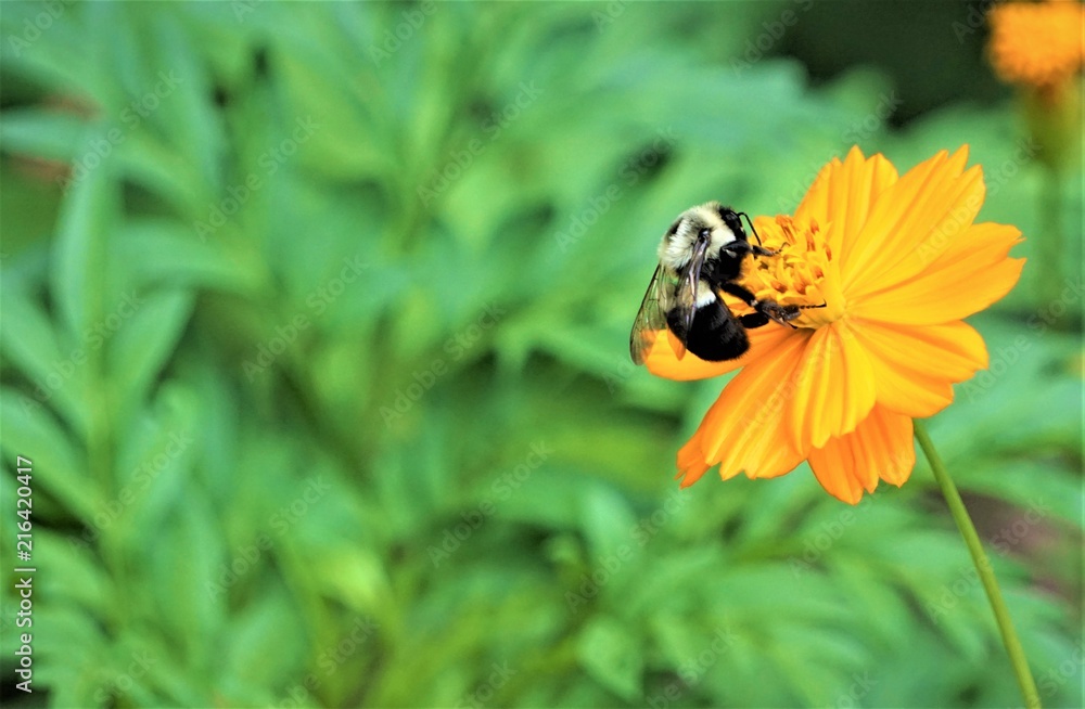Close up bee is sipping the nectar from pollen of yellow cosmos flower on the blurry garden background, Summer in Ga USA. Close up bee is sipping the nectar from pollen of yellow cosmos flower on the blurry garden background, Summer in Ga USA.