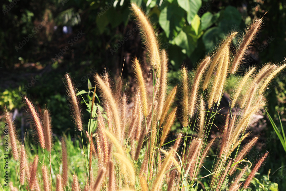 para grass in the garden. para grass in the garden.