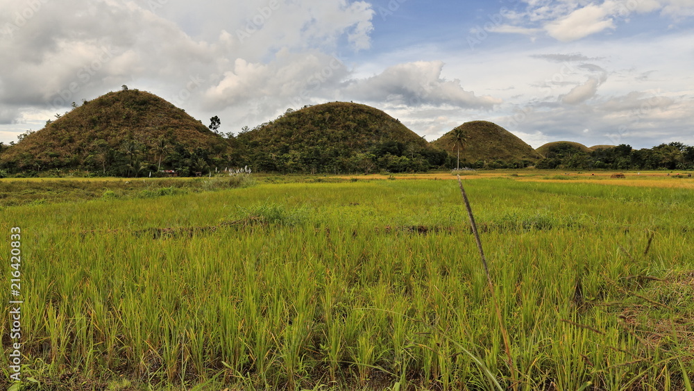 The Chocolate Hills of Bohol island. Central Visayas-Philippines. 0615