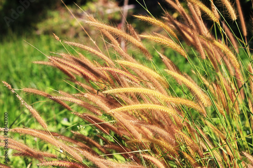 para grass on the summer.