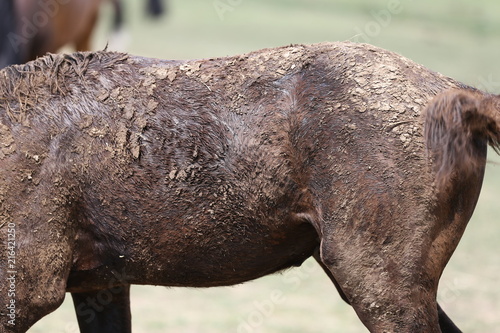 Young horse foal having fun in the wet mud after shower