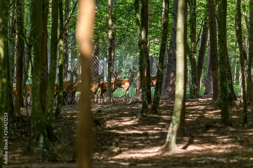 Deer in the woods