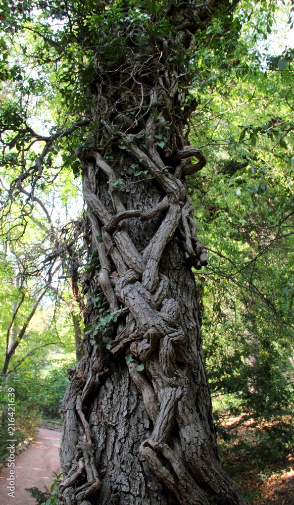 Fototapeta premium Wicker tree in Nikitinsky Botanical Garden in Crimea