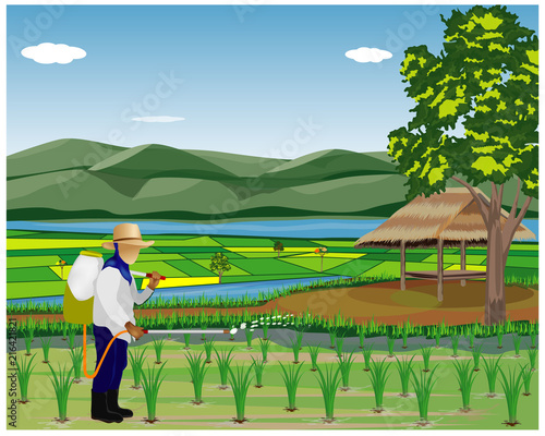 farmer spray manure in paddy field vector design