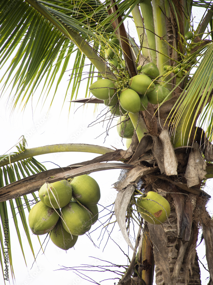 Fototapeta premium Cocotero