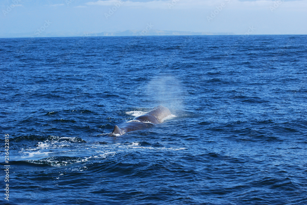 Naklejka premium New Zealand whale watching