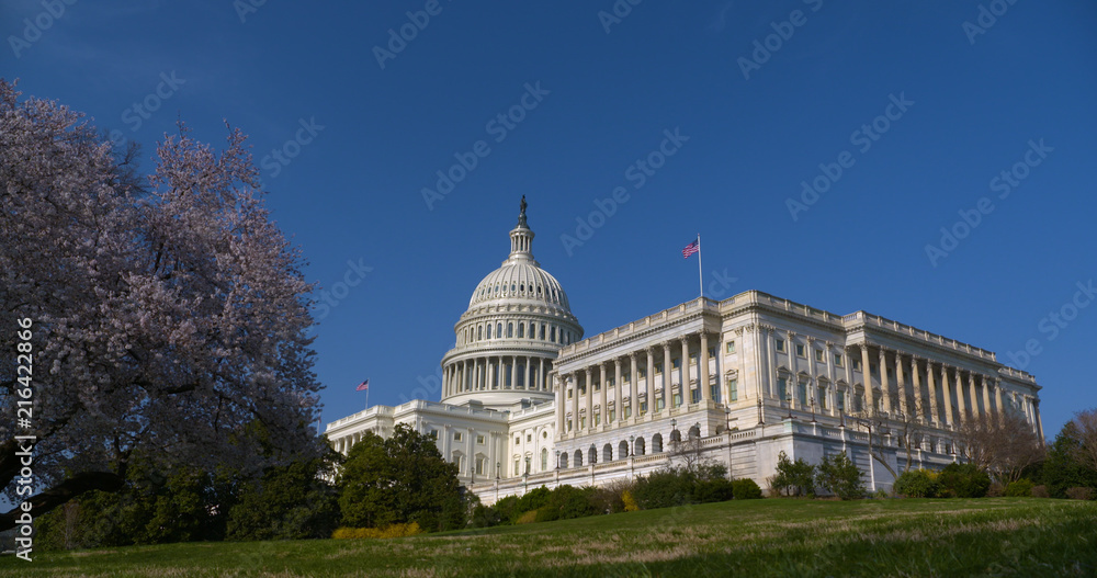 US Capitol Building Wide with Blue Sky Early Spring from Southwest Corner Flowering Tree