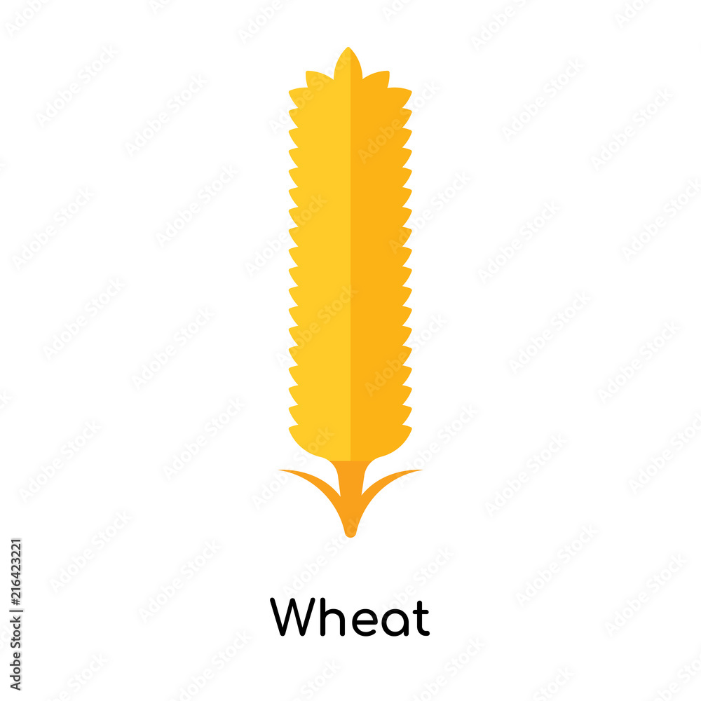 Wheat icon vector sign and symbol isolated on white background, Wheat logo concept