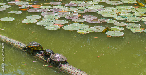 Turtles on a Log