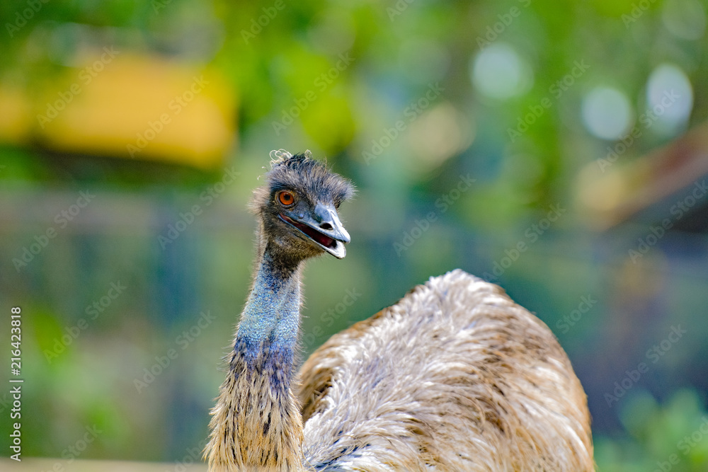 Fototapeta premium The ostrich or common ostrich (Struthio camelus) is either of two species of large flightless birds native to Africa.