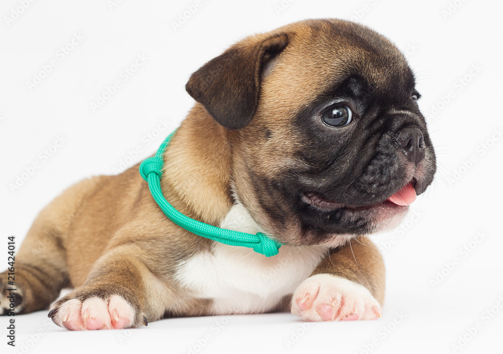 Obraz premium puppy on a white background