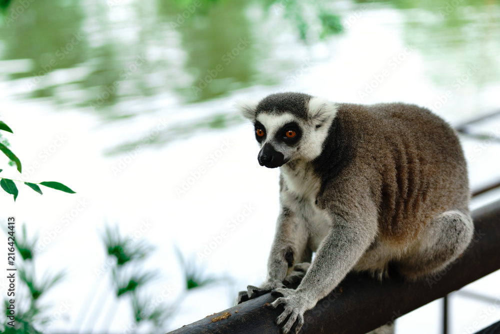 Obraz premium Close-up portrait of lemur catta (ring tailed lemur) at the khaokheow open zoo thailand.