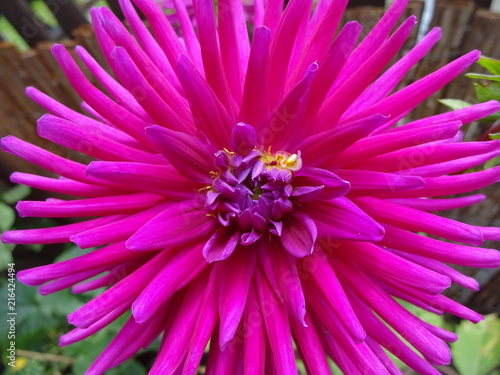 Dahlienblüte