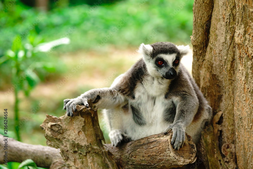 Fototapeta premium Close-up portret lemur catta (lemur pierścieniowaty) w khaokheow open zoo w tajlandii.