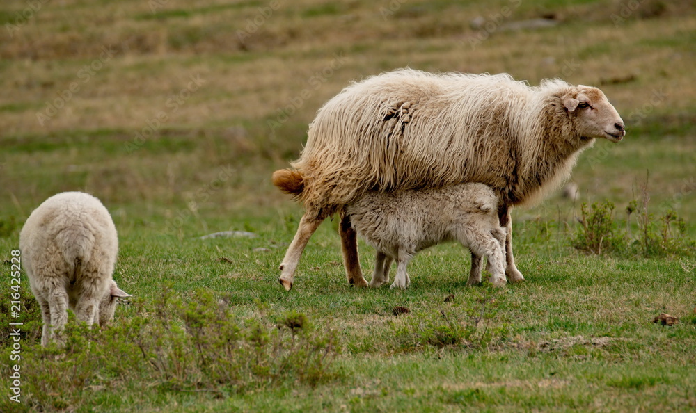 Obraz premium Russia. The South Of Western Siberia. mountain Altai. Lush pastures on the slopes of lake Teletskoye.