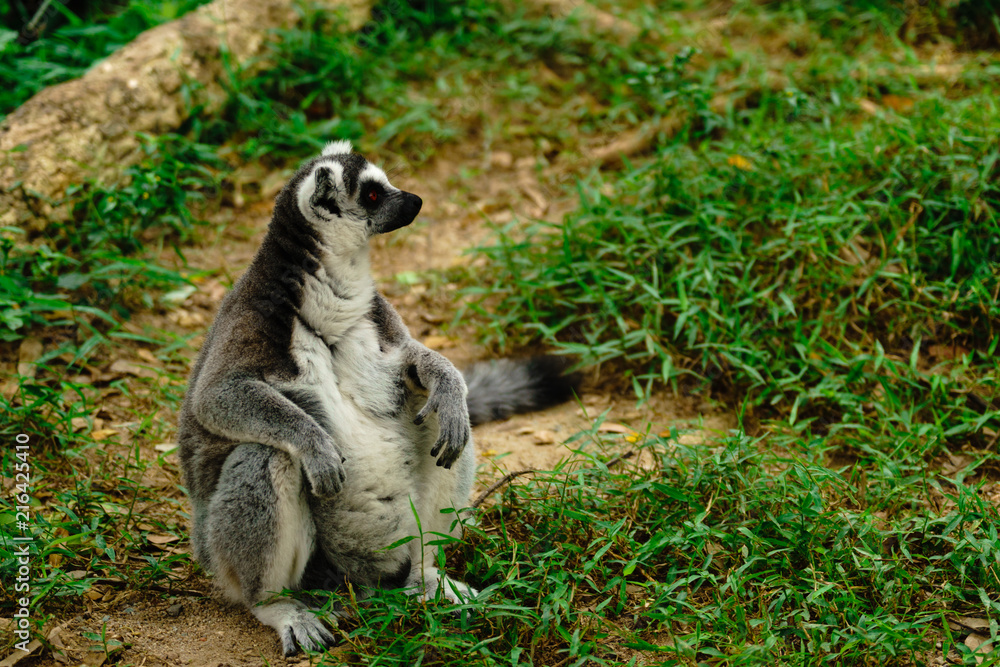 Close-up portrait of lemur catta (ring tailed lemur) at the khaokheow open zoo thailand.